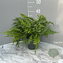 Polypodium vulgare GM 2,0L