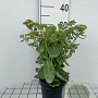 Sedum 'Herbstfreude' GM 2,0L