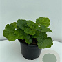 Tellima grandiflora GM 2,0L