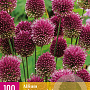 Allium sphaerocephalon GM 2,0L