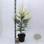 Cryptomeria j. 'Barabits Gold' 60-80 cm 5,0L