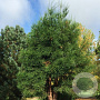 Cryptomeria j. 'Dacrydioides' 30-40 cm 5,0L