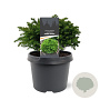 Cryptomeria j. 'Green Pearl' 20-25 cm 3,0L