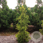 Cryptomeria j. 'Kyara Gold' 60-80 cm 5,0L