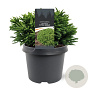 Cryptomeria j. 'Little Sonja' 20-25 cm 3,0L