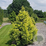 Cryptomeria j. 'Sekkan' 60-80 cm 5,0L