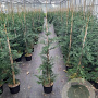 Cupressocyparis leylandii 125-150 cm 7,5L Gestokt