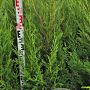 Cupressocyparis l. 'Tweeduizendéén' 120-140 cm met kluit