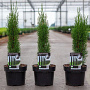 Cupressus semp. 'Totem' 30-40 cm 3,0L