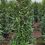 Prunus l. 'Angustifolia' 140-160 cm met kluit extra