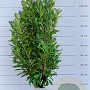Prunus l. Elly 80-100 cm met kluit