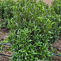 Prunus l. Sofia 80-100 cm met kluit extra