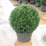 Taxus baccata 50 cm 20L bol