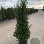 Taxus baccata 100-125 cm 20L