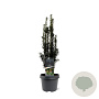 Taxus b. 'Black Tower' 40-50 cm 3,0L