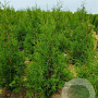 Thuja occ. 'Brabant' 100-120 cm met kluit