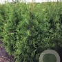 Thuja occ. 'Brabant' 150-175 cm met kluit