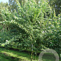 Acer buergerianum 400-450 cm draadkluit meerstammig