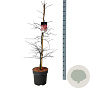 Acer pal. 'Garnet' 100-125 cm 14L