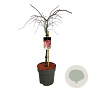 Acer pal. 'Garnet' 60 cm stam 15L