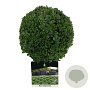 Buxus sempervirens 20-25 cm 3,0L bol antraciet