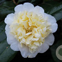 Camellia j. 'Alba Plena' 125-150 cm 45L meerstammig