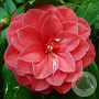 Camellia j. 'C.M. Hovey' 150-175 cm 45L meerstammig