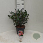 Camellia sas. 'Cleopatra' 50-60 cm 5,0L
