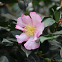 Camellia sas. 'Cleopatra' 200-250 cm cont. 90L meerstammig