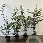 Carpinus betulus 60-80 cm 2,5L