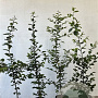 Carpinus betulus 80-100 cm 2,5L