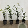 Fagus sylvatica 60-80 cm 2,5L