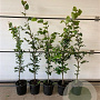 Fagus sylvatica 80-100 cm 2,5L