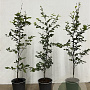 Fagus sylvatica 80-100 cm 3,5L