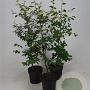 Fagus sylvatica 100-125 cm 5,0L