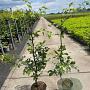 Fagus sylvatica 100-125 cm 5,0L