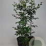 Fagus sylvatica 125-150 cm 7,5L