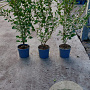 Griselinia littoralis 60-80 cm 3,0L