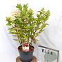 Hydrangea pan. Bonfire 40-50 cm 5,0L