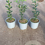 Ilex aquifolium 20-40 cm 2,0L
