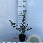 Ilex aquifolium 40-60 cm 2,0L
