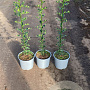 Ilex aquifolium 60-80 cm 2,0L