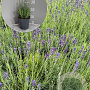 Lavandula ang. 'Hidcote' GM 2,0L