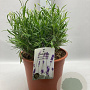 Lavandula ang. 'Munstead' GM C5