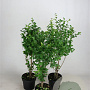 Ligustrum ovalifolium 60-80 cm 5,0L