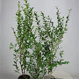 Ligustrum ovalifolium 80-100 cm 5,0L