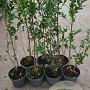 Ligustrum ovalifolium 80-100 cm 5,0L