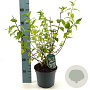 Philadelphus 'Belle Etoile' 30-40 cm 3,0L