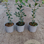 Quercus ilex 80-100 cm 3,0L
