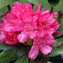 Rhododendron (Y) 'Astrid' 30 cm 5,0L